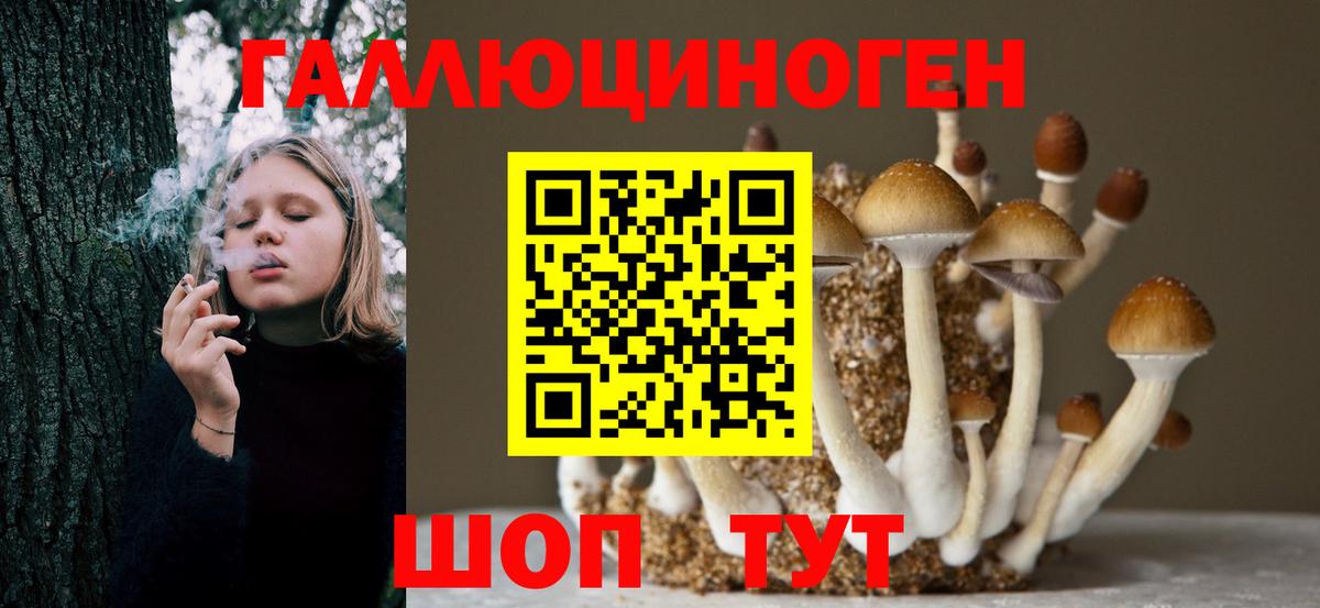Галлюциногенные грибы Psilocybe Саратов